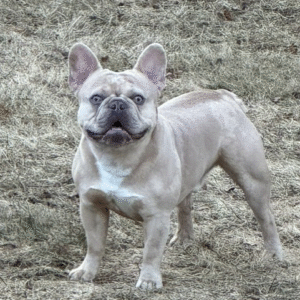 Wolf Frenchie